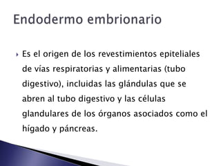    Es el origen de los revestimientos epiteliales
    de vías respiratorias y alimentarias (tubo
    digestivo), incluidas las glándulas que se
    abren al tubo digestivo y las células
    glandulares de los órganos asociados como el
    hígado y páncreas.
 