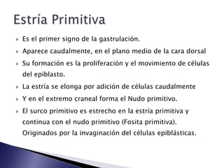    Es el primer signo de la gastrulación.
   Aparece caudalmente, en el plano medio de la cara dorsal
   Su formación es la proliferación y el movimiento de células
    del epiblasto.
   La estría se elonga por adición de células caudalmente
   Y en el extremo craneal forma el Nudo primitivo.
   El surco primitivo es estrecho en la estría primitiva y
    continua con el nudo primitivo (Fosita primitiva).
    Originados por la invaginación del células epiblásticas.
 