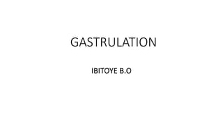 GASTRULATION
IBITOYE B.O
 