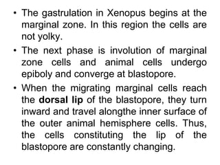 Involuting Marginal Zone Gastrulation in frog | PPT