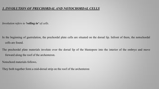 3. INVOLUTION OF PRECHORDAL AND NOTOCHORDAL CELLS
Involution refers to 'rolling in' of cells.
In the beginning of gastrulation, the prechordal plate cells are situated on the dorsal lip. Infront of them, the notochordal
cells are found.
The prechordal plate materials involute over the dorsal lip of the blastopore into the interior of the embryo and move
forward along the roof of the archenteron.
Notochord materials follows.
They both together form a mid-dorsal strip on the roof of the archenteron
 