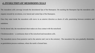 4. INVOLUTION OF MESODERM CELLS
The mesoderm cells converge towards the dorsolateral lips of the blastopore. On reaching the blastopore lips the mesoderm cells
migrate inwards by involution, over lateral and ventral lips of the blastopore.
Once they enter inside the mesoderm cells move in an anterior direction as sheets of cells, penetrating between ectoderm and
endoderm.
On the dorsal side, the mesodermal sheet makes an close contact with the notochord.
Chordomesoderm – a continuous sheet of the notochord and mesoderm cells.
The mesoderm moves from posterior end to the anterior end ( not to the extreme) . The mesoderm free area gradually diminishes
as gastrulation process continues, where the moth is formed later.
 