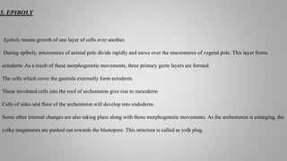 5. EPIBOLY
Epiboly means growth of one layer of cells over another.
During epiboly, micromeres of animal pole divide rapidly and move over the macromeres of vegetal pole. This layer forms
ectoderm. As a result of these morphogenetic movements, three primary germ layers are formed.
The cells which cover the gastrula externally form ectoderm.
Those involuted cells into the roof of archenteron give rise to mesoderm
Cells of sides and floor of the archenteron will develop into endoderm.
Some other internal changes are also taking place along with those morphogenetic movements. As the archenteron is enlarging, the
yolky megameres are pushed out towards the blastopore. This structure is called as yolk plug.
 
