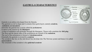 GASTRULA CHARACTERISTICS
Gastrula is an embryo developed from the blastula.
The gastrula is oval in shape and it contains three germ-layers ,namely ectoderm,
endoderm and mesoderm.
Internally the gastrula has a cavity called the archenteron.
It opens to the exterior by the blastopore
A mass of endoderm cells protrudes through the blastopore. Thesse cells constitute the Yolk plug
The floor and the lateral sides of the archenteron are formed of the endoderm.
The roof of the archenteron is formed of chordomesoderm.
Externally the gastrula is covered by ectoderm
The ectoderm that lies on the mid dorsal line develops into The Nervous system and hence it is called
neurectoderm .
The remainder of the ectoderm is the epidermal ectoderm
 