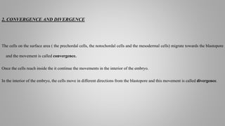 2. CONVERGENCE AND DIVERGENCE
The cells on the surface area ( the prechordal cells, the notochordal cells and the mesodermal cells) migrate towards the blastopore
and the movement is called convergence.
Once the cells reach inside the it continue the movements in the interior of the embryo.
In the interior of the embryo, the cells move in different directions from the blastopore and this movement is called divergence.
 