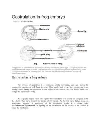 Gastrulation in frog embryo
Posted On : 14.11.2015 04:13 am
The process of gastrulation is a continuous activity succeeding, cleav-age. During this process the
blastodermal cells begin to move. They wander and occupy their prospective organ forming zones.
During this movement at one region on the blastula, the cells wander inside and occupy the
blastocoelic cavity.
Gastrulation in frog embryo
The process of gastrulation is a continuous activity succeeding, cleav-age. During this
process the blastodermal cells begin to move. They wander and occupy their prospective organ
forming zones. During this movement at one region on the blastula, the cells wander inside and
occupy the blastocoelic cavity.
At a specific region below the equator the blastoderm cells assume an elongated bottle
like shape. They move toward the interior of the blastula. As the cells move further inside, an
invagination happens. A deepening of the invagination results in a cavity called
the archenteron orgastrocoel.The opening of the archenteron on the surface of the blastula is
called the blastopore.
 