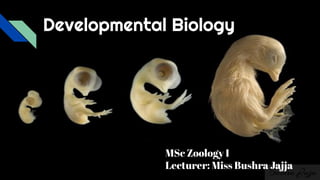Developmental Biology
MSc Zoology I
Lecturer: Miss Bushra Jajja
 