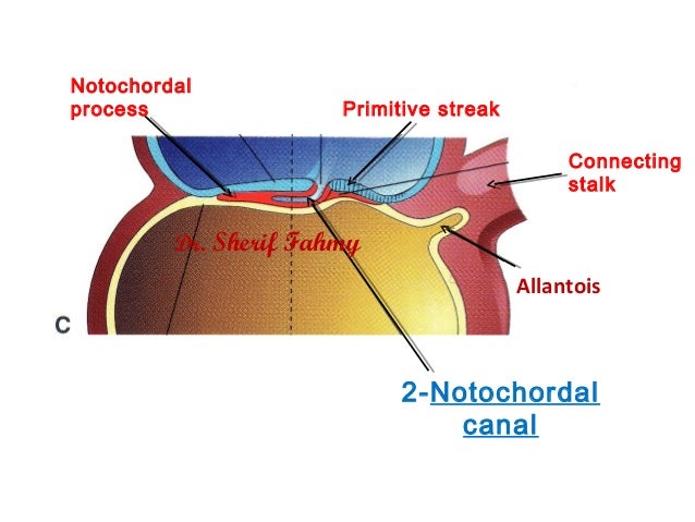 ️ Notochord. What is Notochord?. 2019-02-20
