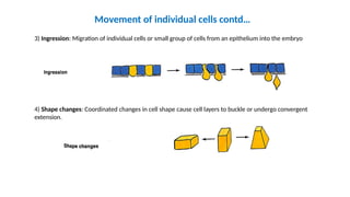 Ingression Vs Involution GastrulE DUCATIONation IN INDIAN PHYLOSOPHY.pptx