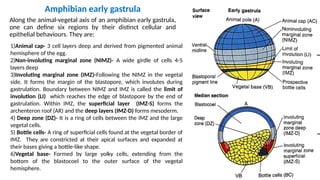 Involuting Marginal Zone GastrulE DUCATIONation IN INDIAN PHYLOSOPHY.pptx
