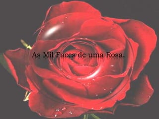As Mil Faces de uma Rosa.
 