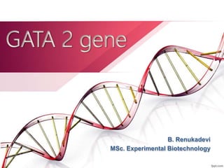 GATA 2 gene
B. Renukadevi
MSc. Experimental Biotechnology
 