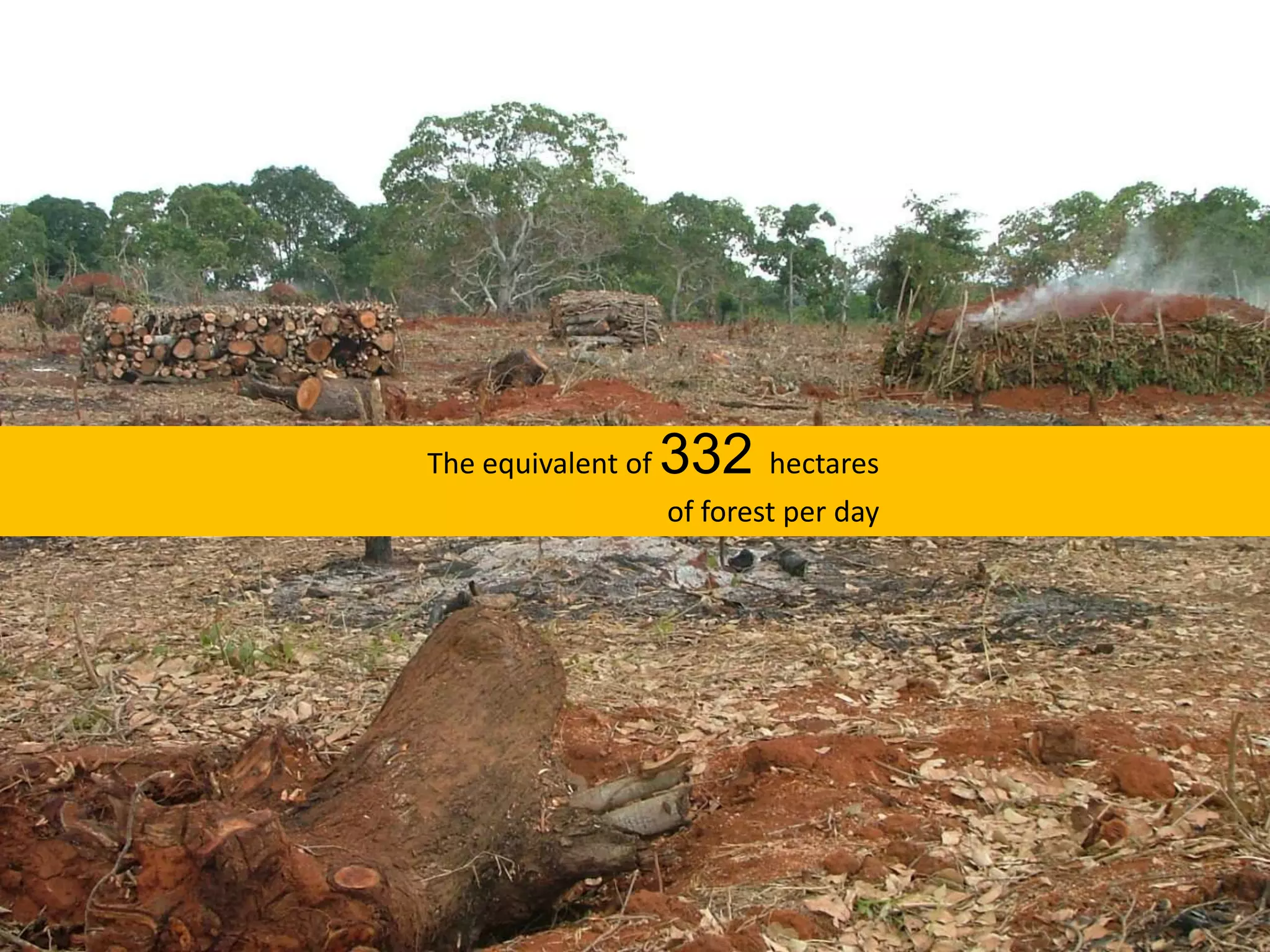 The equivalent of 332hectaresof forest per day