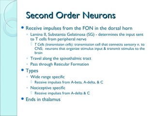 Second Order Neuron Neurobiology of pain | PPT