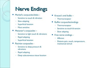 Neurobiology of pain | PPT