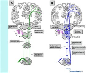Why Pain Neurobiology of pain | PPT