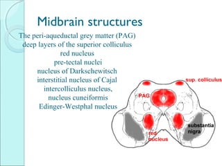 Tectal Midbrain Neurobiology of pain | PPT