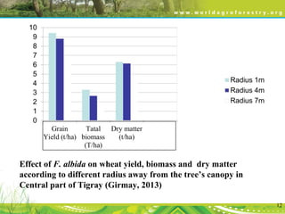 12
Effect of F. albida on wheat yield, biomass and dry matter
according to different radius away from the tree’s canopy in
Central part of Tigray (Girmay, 2013)
 