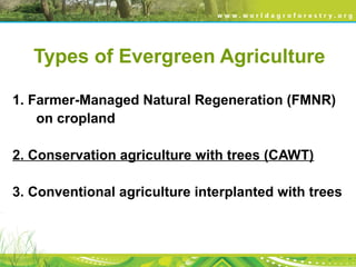 Types of Evergreen Agriculture
1. Farmer-Managed Natural Regeneration (FMNR)
on cropland
2. Conservation agriculture with trees (CAWT)
3. Conventional agriculture interplanted with trees
 