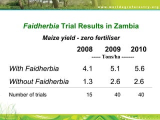 Faidherbia Trial Results in Zambia
Maize yield - zero fertiliser
2008 2009 2010
----- Tons/ha -------
With Faidherbia 4.1 5.1 5.6
Without Faidherbia 1.3 2.6 2.6
________________________________________________________________________________________________________________________________________________________________________________________________
Number of trials 15 40 40
 