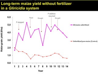 DroughtDroughtFlood
P addition
resumed
Long-term maize yield without fertilizer
in a Gliricidia system
P stopped
 