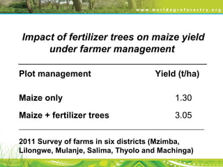 Impact of fertilizer trees on maize yield
under farmer management
_______________________________________
Plot management Yield (t/ha)
Maize only 1.30
Maize + fertilizer trees 3.05
____________________________________________________________
2011 Survey of farms in six districts (Mzimba,
Lilongwe, Mulanje, Salima, Thyolo and Machinga)
 