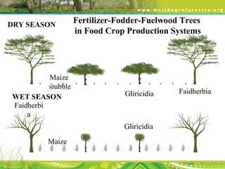 FaidherbiaGliricidia
Maize
stubble
Faidherbi
a
Gliricidia
Maize
DRY SEASON
WET SEASON
Fertilizer-Fodder-Fuelwood Trees
in Food Crop Production Systems
 