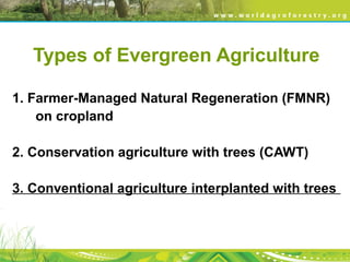 Types of Evergreen Agriculture
1. Farmer-Managed Natural Regeneration (FMNR)
on cropland
2. Conservation agriculture with trees (CAWT)
3. Conventional agriculture interplanted with trees
 