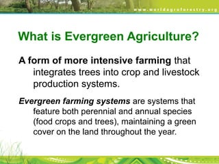 What is Evergreen Agriculture?
A form of more intensive farming that 
integrates trees into crop and livestock 
production systems.
Evergreen farming systems are systems that 
feature both perennial and annual species 
(food crops and trees), maintaining a green 
cover on the land throughout the year. 
 