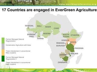 17 Countries are engaged in EverGreen Agriculture
Farmer Managed Natural
Regeneration
Conservation Agriculture with trees
Trees interplanted in conventional
tilled cropland
Farmer Managed Natural
Regeneration +
Trees interplanted in conventional
tilled cropland
 