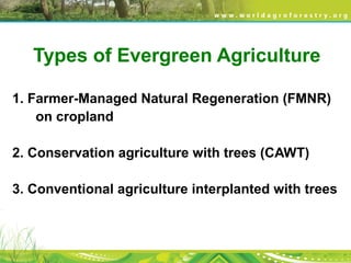 Types of Evergreen Agriculture
1. Farmer-Managed Natural Regeneration (FMNR)
on cropland
2. Conservation agriculture with trees (CAWT)
3. Conventional agriculture interplanted with trees
 