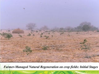Farmer-Managed Natural Regeneration on crop fields: Initial Stages
 