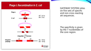 GATEWAY SYSTEM relies
on five sets of specific
and non cross reacting
att sequences.
The specificity is given
by the 7 nucleotides of
the core region.
 