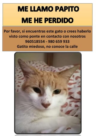Por favor, si encuentras este gato o crees haberlo
visto como ponte en contacto con nosotros
960518554 - 980 659 933
Gatito miedoso, no conoce la calle
 
