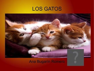 LOS GATOS Ana Bugarín Romero 