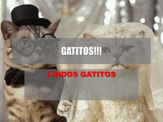 GATITOS!!!

LINDOS GATITOS
 