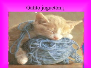 Gatito juguetón¡¡ 