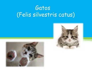 Gatos
(Felis silvestris catus)

 