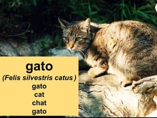 gato
(Felis silvestris catus )
gato
cat
chat
gato

 