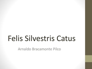 Felis Silvestris Catus 
Arnaldo Bracamonte Pilco 
