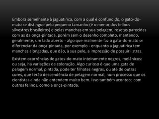 Embora semelhante à jaguatirica, com a qual é confundido, o gato-do-
mato se distingue pelo pequeno tamanho (é o menor dos felinos
silvestres brasileiros) e pelas manchas em sua pelagem, rosetas parecidas
com as da onça-pintada, porém sem o desenho completo, mantendo,
geralmente, um lado aberto - algo que realmente faz o gato-do-mato se
diferenciar da onça-pintada, por exemplo - enquanto a jaguatirica tem
manchas alongadas, que dão, à sua pele, a impressão de possuir listras.
Existem ocorrências de gatos-do-mato inteiramente negros, melânicos:
ou seja, há variações de coloração. Algo curioso é que uma gata de
pelagem normal, pintada, pode ter filhotes negros, ou até de outras
cores, que terão descendência de pelagem normal, num processo que os
cientistas ainda não entendem muito bem. Isso também acontece com
outros felinos, como a onça-pintada.
 