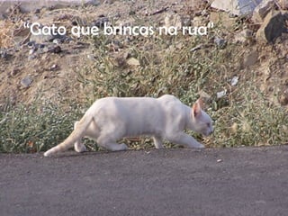 “ Gato que brincas na rua” 