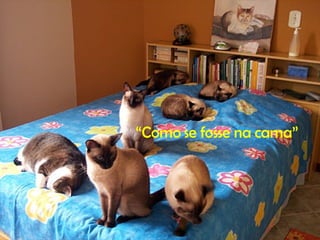 “ Como se fosse na cama” 