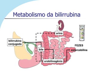 Metabolismo da bilirrubina
                              .

                              urina

bilirrubina
conjugada
                                        FEZES
              bile                    estercobilina



                     urobilinogênio
 