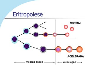 Eritropoiese
                         NORMAL




                       ACELERADA

     medula óssea   circulação
 