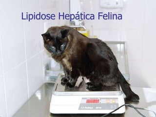 Lipidose Hepática Felina
 