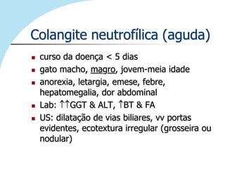 Colangite neutrofílica (aguda)
   curso da doença < 5 dias
   gato macho, magro, jovem-meia idade
   anorexia, letargia, emese, febre,
    hepatomegalia, dor abdominal
   Lab:    GGT & ALT, BT & FA
   US: dilatação de vias biliares, vv portas
    evidentes, ecotextura irregular (grosseira ou
    nodular)
 