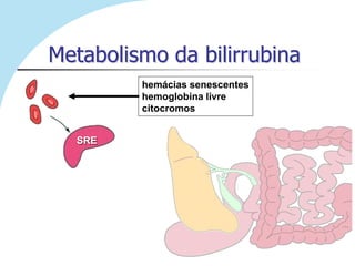 Metabolismo da bilirrubina
         hemácias senescentes
         hemoglobina livre
         citocromos


  SRE
 