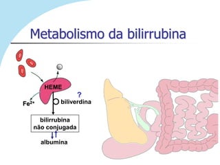 Metabolismo da bilirrubina


        HEME
                   ?
Fe2+        biliverdina

     bilirrubina
   não conjugada

       albumina
 
