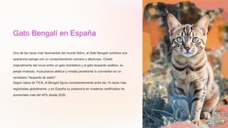 Gato Bengalí en España
Una de las razas más fascinantes del mundo felino, el Gato Bengalí combina una
apariencia salvaje con un comportamiento cercano y afectuoso. Criado
originalmente del cruce entre un gato doméstico y el gato leopardo asiático, su
pelaje moteado, musculatura atlética y mirada penetrante lo convierten en un
verdadero "leopardo de salón".
Según datos de TICA, el Bengalí figura consistentemente entre las 10 razas más
registradas globalmente, y en España su presencia en criaderos certificados ha
aumentado más del 40% desde 2020.
 